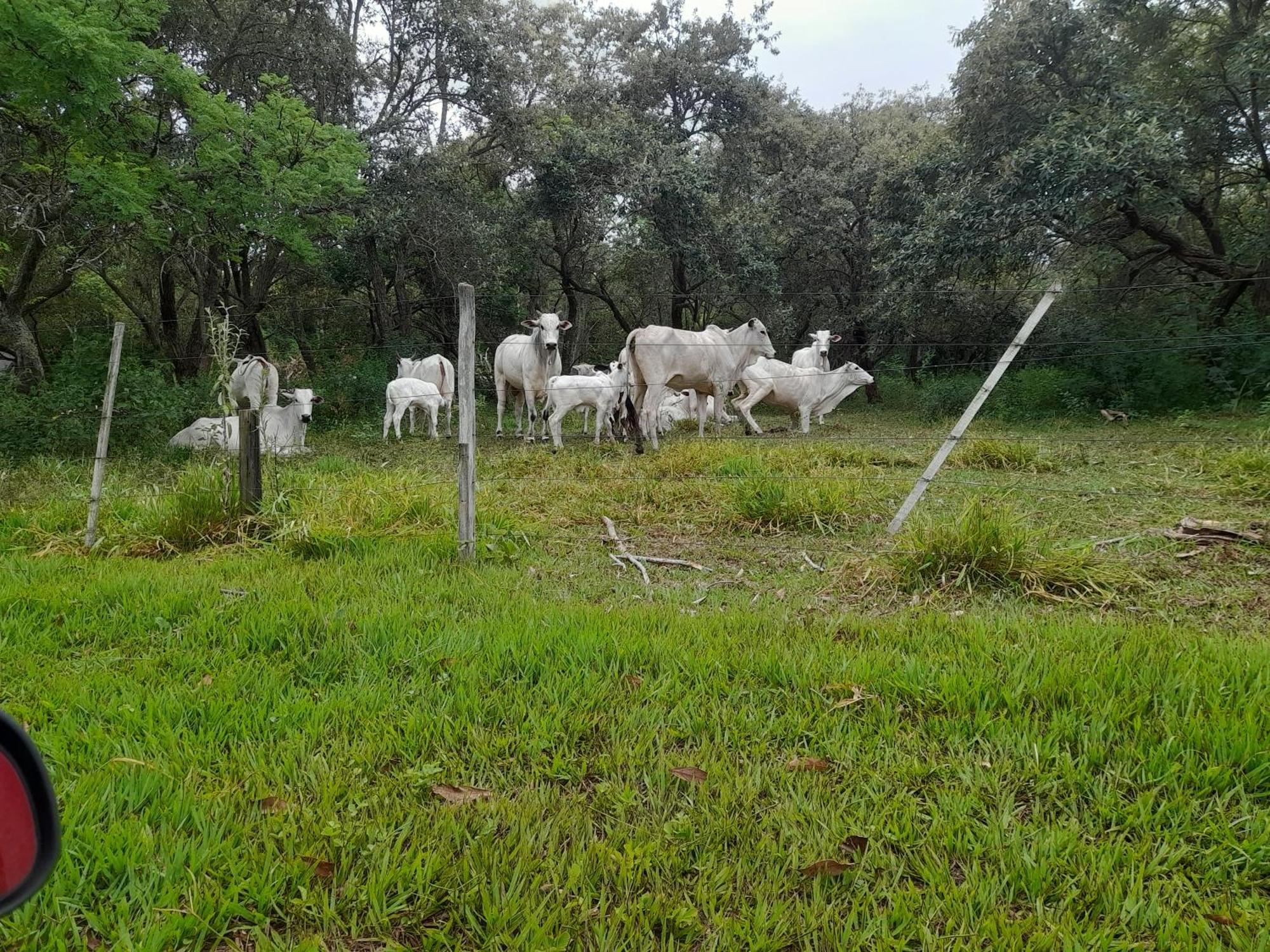 Hotel Fazenda Recanto Do Monte Alegre Piraju Exteriör bild