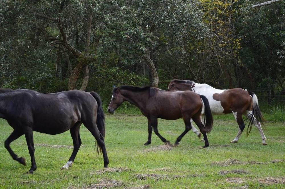 Hotel Fazenda Recanto Do Monte Alegre Piraju Exteriör bild